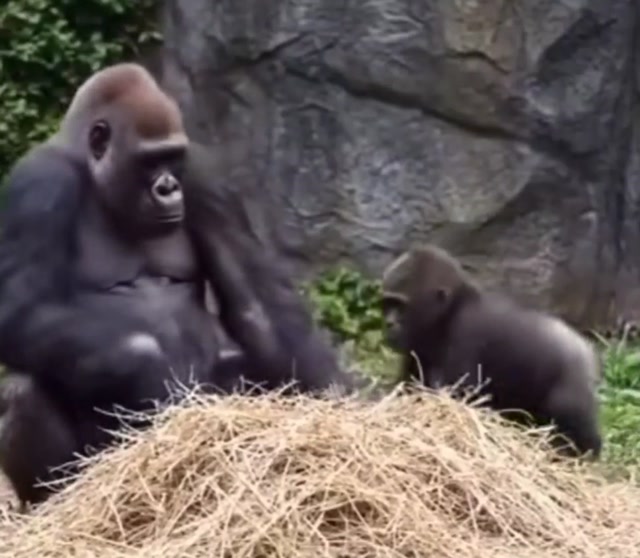 Gorille et paille
